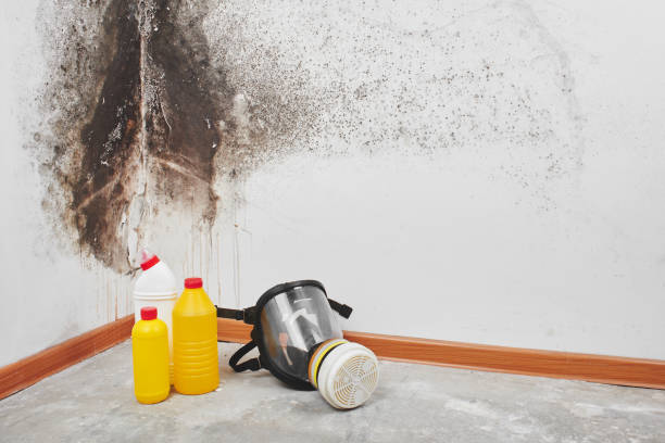 Best Residential Mold Remediation in Vilonia, AR