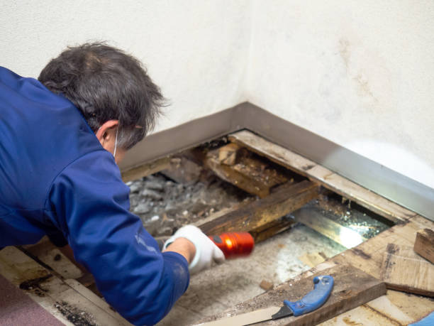 Best Attic Mold Remediation in Vilonia, AR