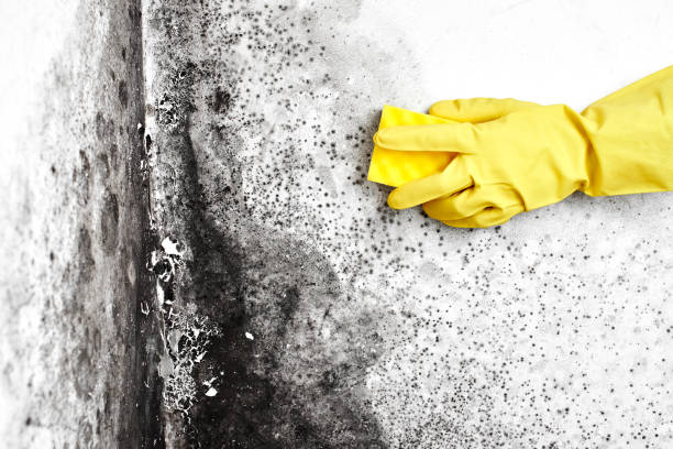 Best Mold Remediation for Specific Building Types in Vilonia, AR