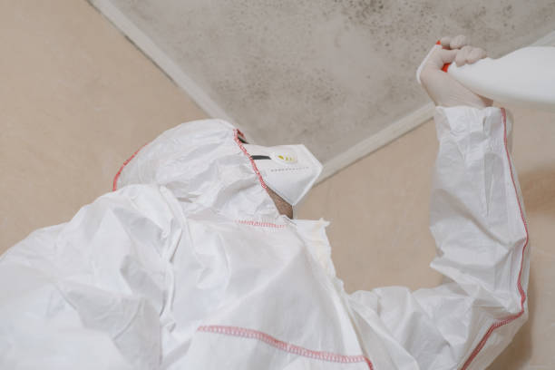 Best Commercial Mold Remediation in Vilonia, AR