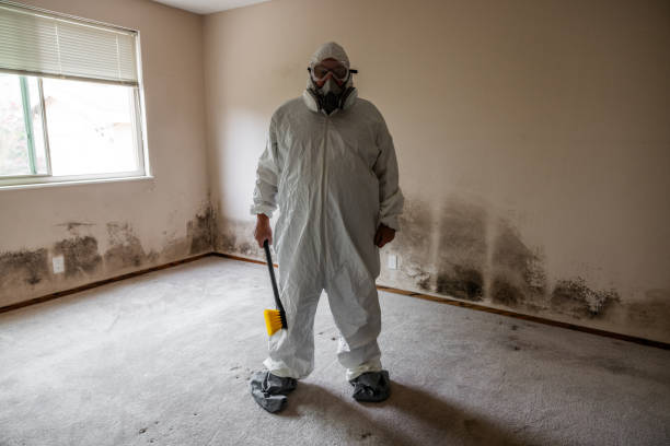 Best DIY Mold Remediation Support Services in Vilonia, AR