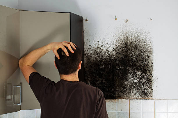 Best Emergency Mold Remediation in Vilonia, AR