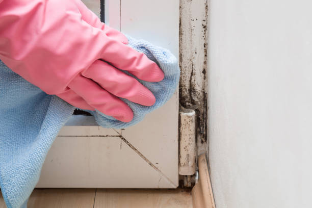 Best Basement Mold Remediation in Vilonia, AR