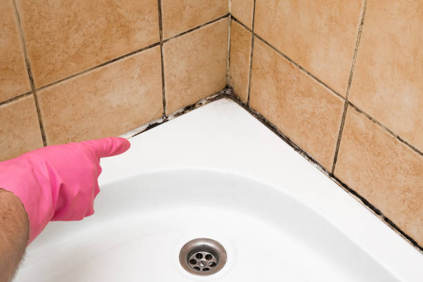 Professional Mold Remediation in Vilonia, AR